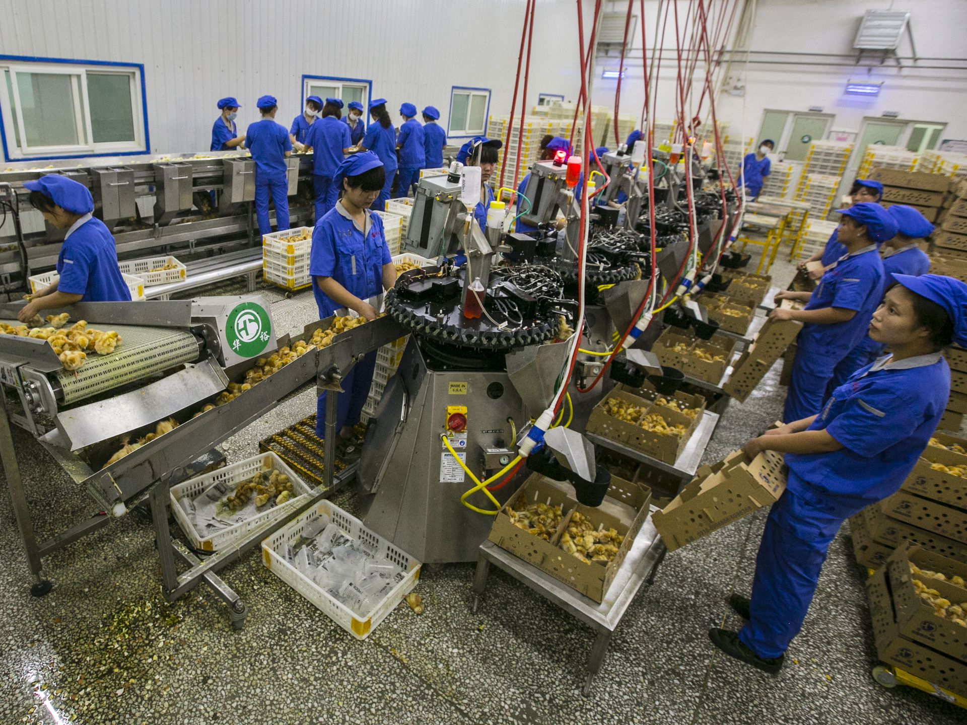 Iowa Firm Helps Hatch Egg Industry Expansion Pulitzer Center