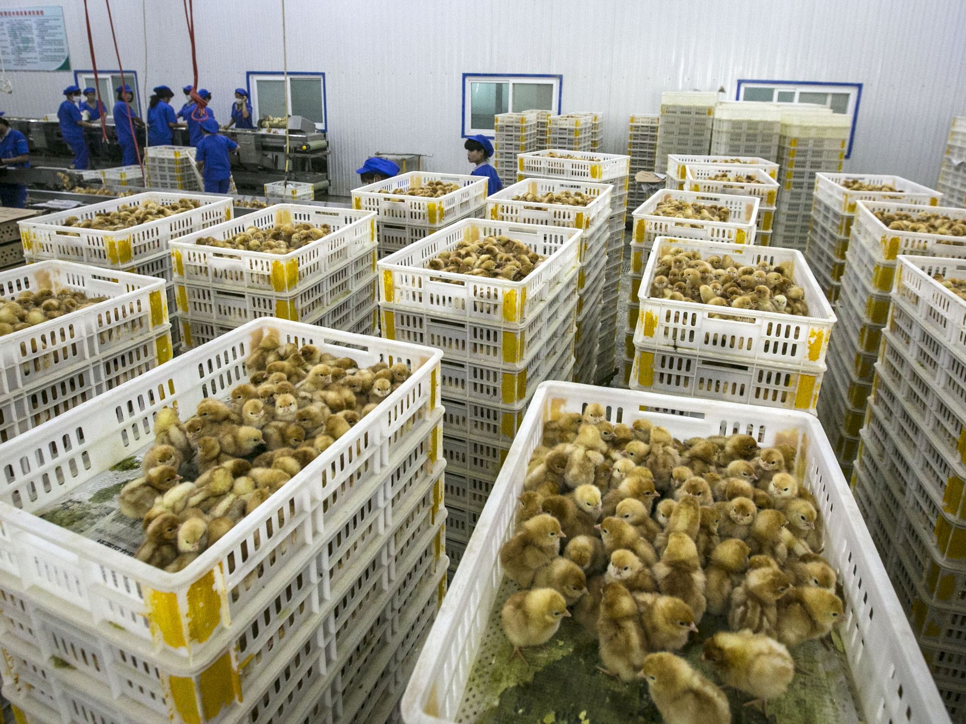 Iowa Firm Helps Hatch Egg Industry Expansion Pulitzer Center