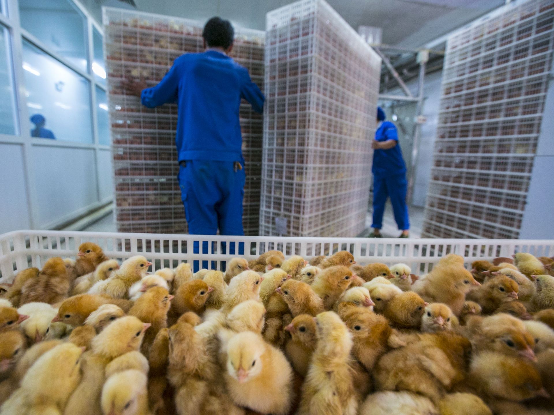 Iowa Firm Helps Hatch Egg Industry Expansion Pulitzer Center