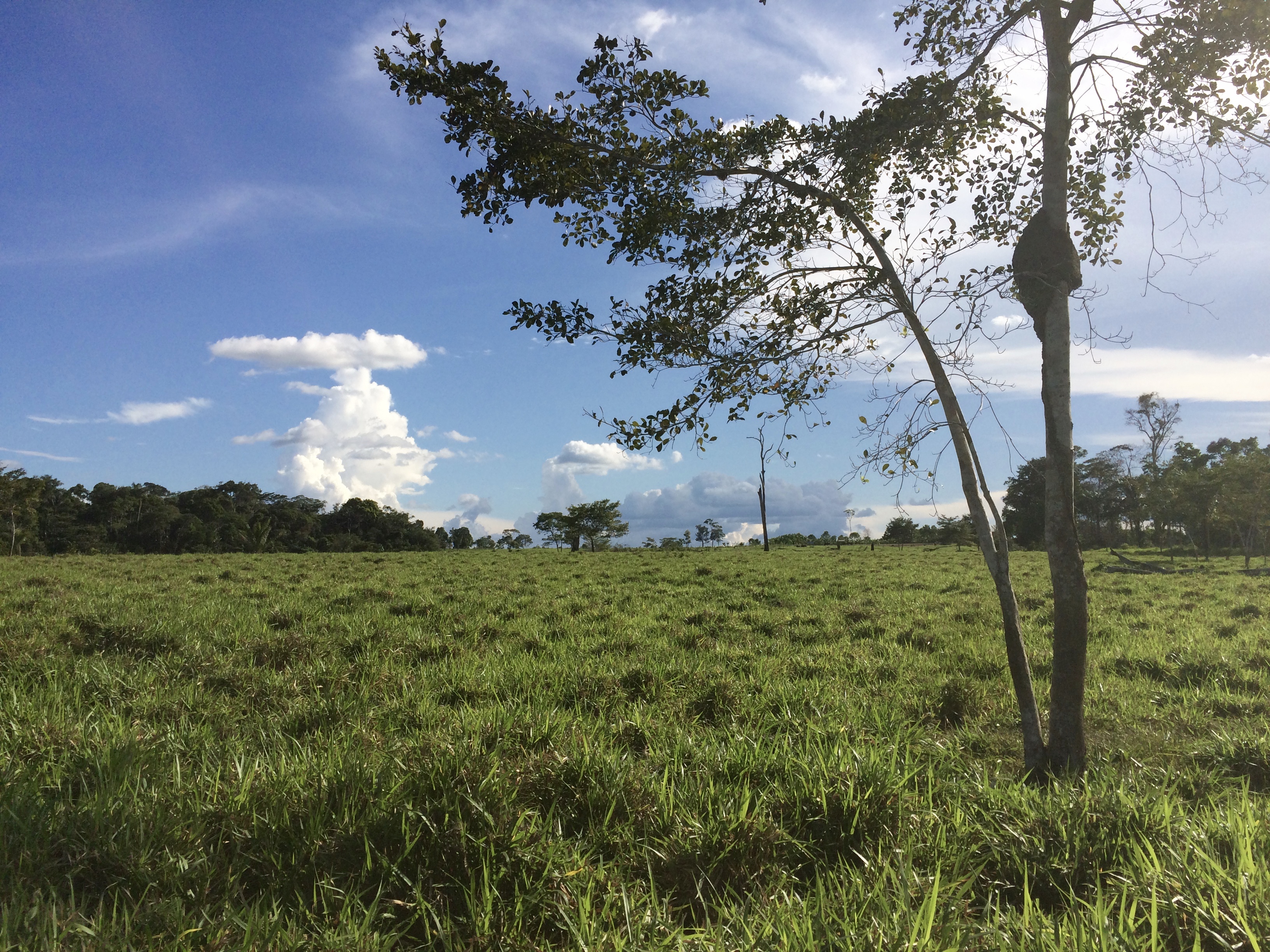 The Amazon region of Colombia, in El Retorno, Guaviare. Colombia's hot moment for conservation is up against the race to extract natural resources. Image by Lisa Palmer. Colombia, 2017. The Amazon region of Colombia, in El Retorno, Guaviare. Colombia's hot moment for conservation is up against the race to extract natural resources. Image by Lisa Palmer. Colombia, 2017.