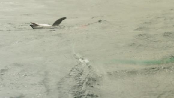 The dolphin is pulled into the boat, once caught by the harpoon. Image by Jim Wickens/Ecostorm/ITV News. Peru, 2013. Media file: wickens2.jpg