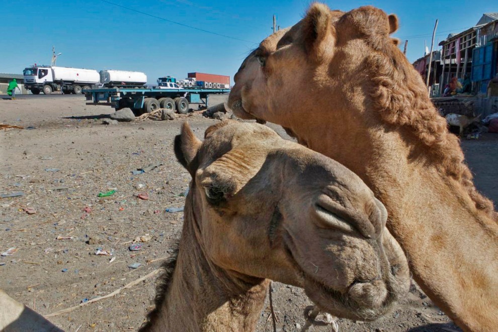 Image by Paul Salopek. Media file: scale1023x5000x0x0camels-1378492027-79.jpg