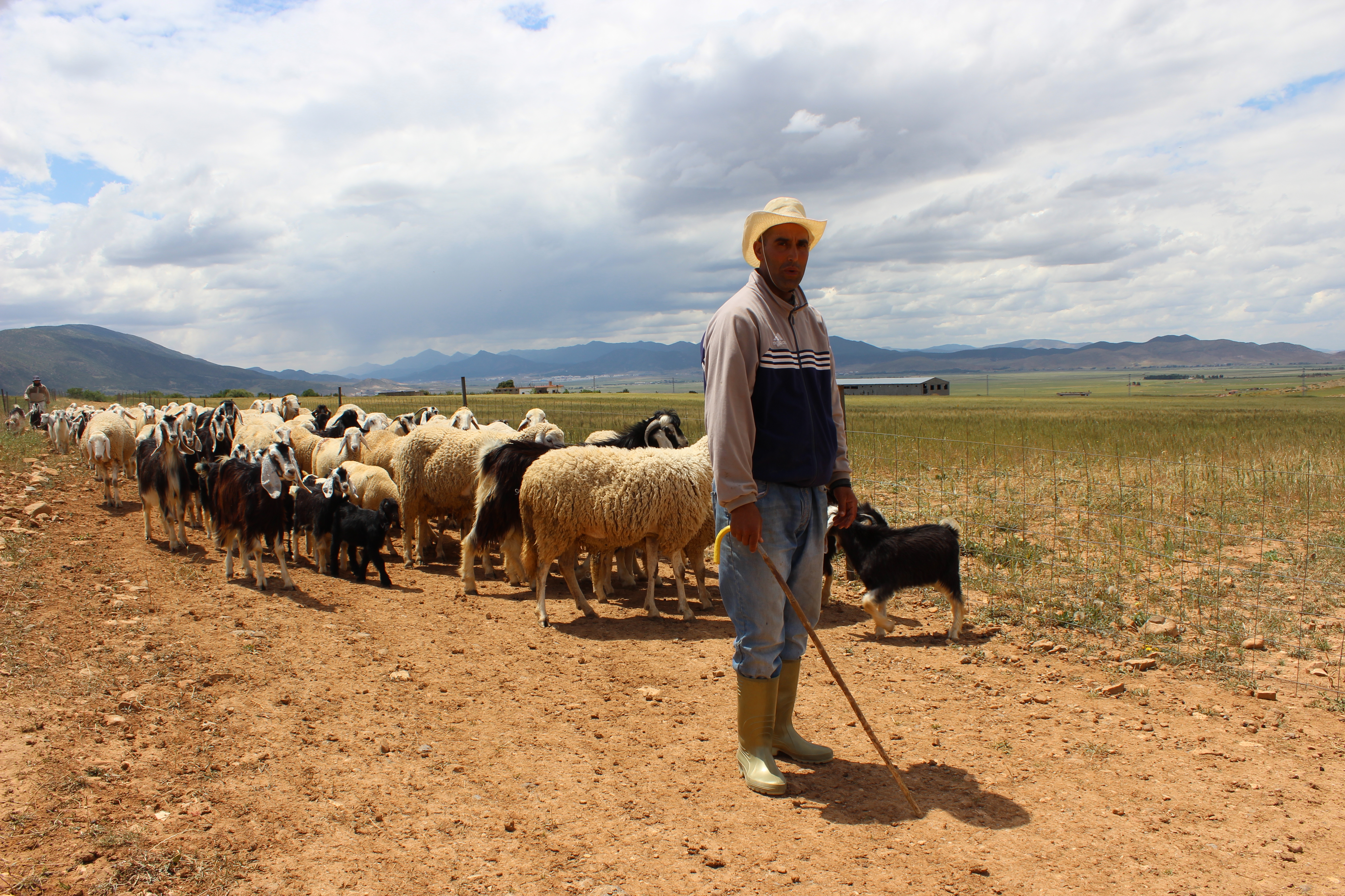 Shareef BouAziz guides his herd back to the stables for a midday water break. Image by Yasmin Bendaas, Algeria 2016. Media file: 160514_shareef_096.jpg