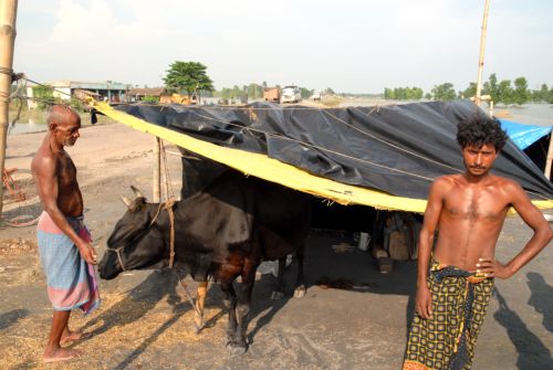 Cows are a valued source of food which many homeless victims choose to live alongside. Media file: 1063.jpg