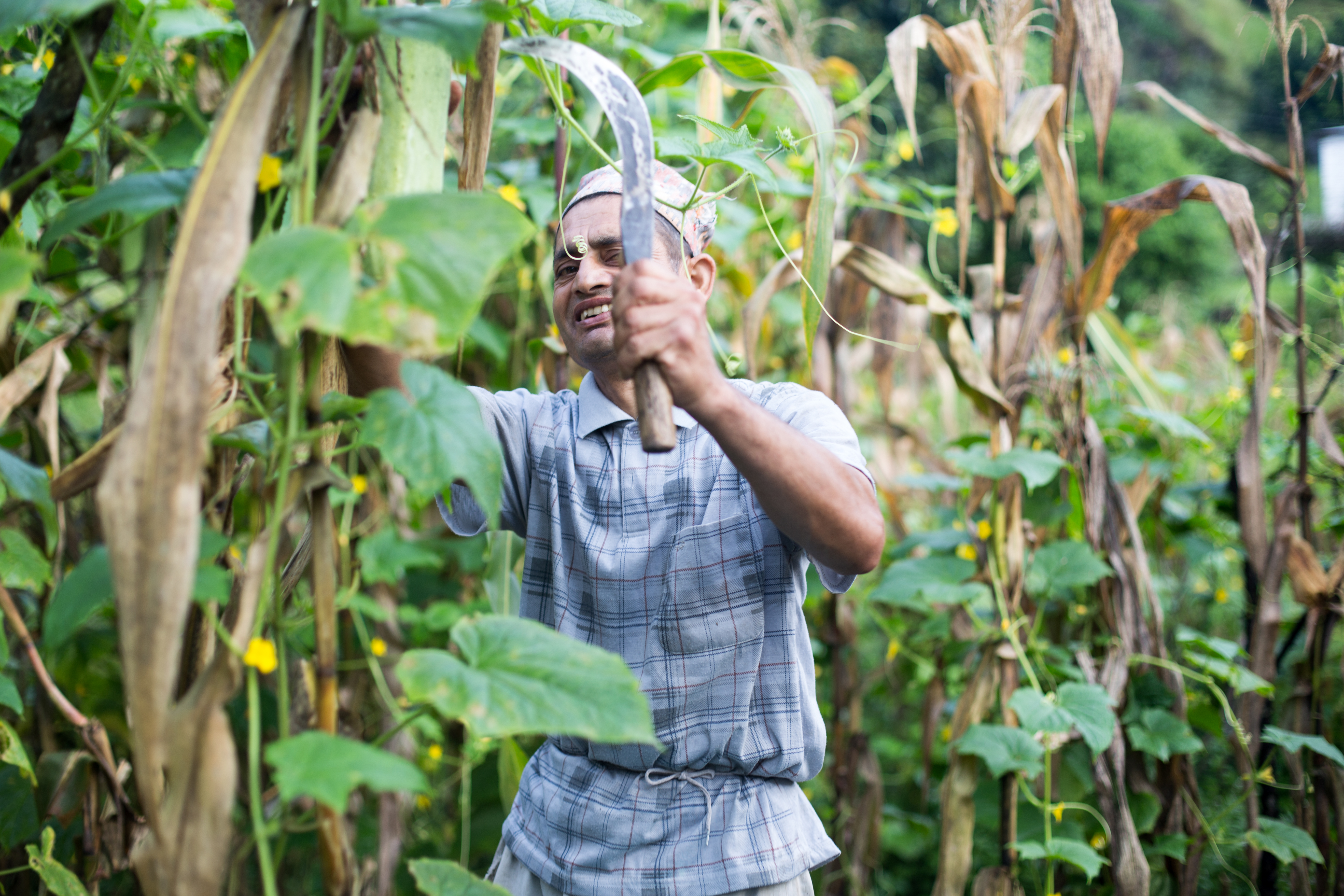 Dhurba Raj Poudel uses a sickle to collect cucumbers from his farm. During the monsoon season, most of his produce consists of organic cucumbers which Poudel sells in the market—one of his main sources of income. Image by Pankaj Khadka. Nepal, 2015. Media file: untold_stories-1.jpg