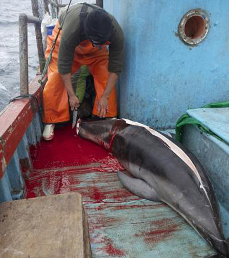 Butchery: The fisherman uses a sharp knife to slice off the dolphins fins, which are then discarded. Image by Jim Wickens. Peru, 2013. Media file: article-0-18c742ba00000578-984_634x712.jpg