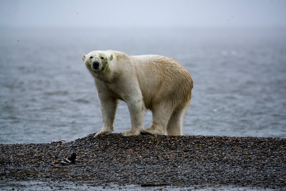 A polar bear near Kaktovik. Image by Nick Mott. United States, 2019. A polar bear near Kaktovik. Image by Nick Mott. United States, 2019.