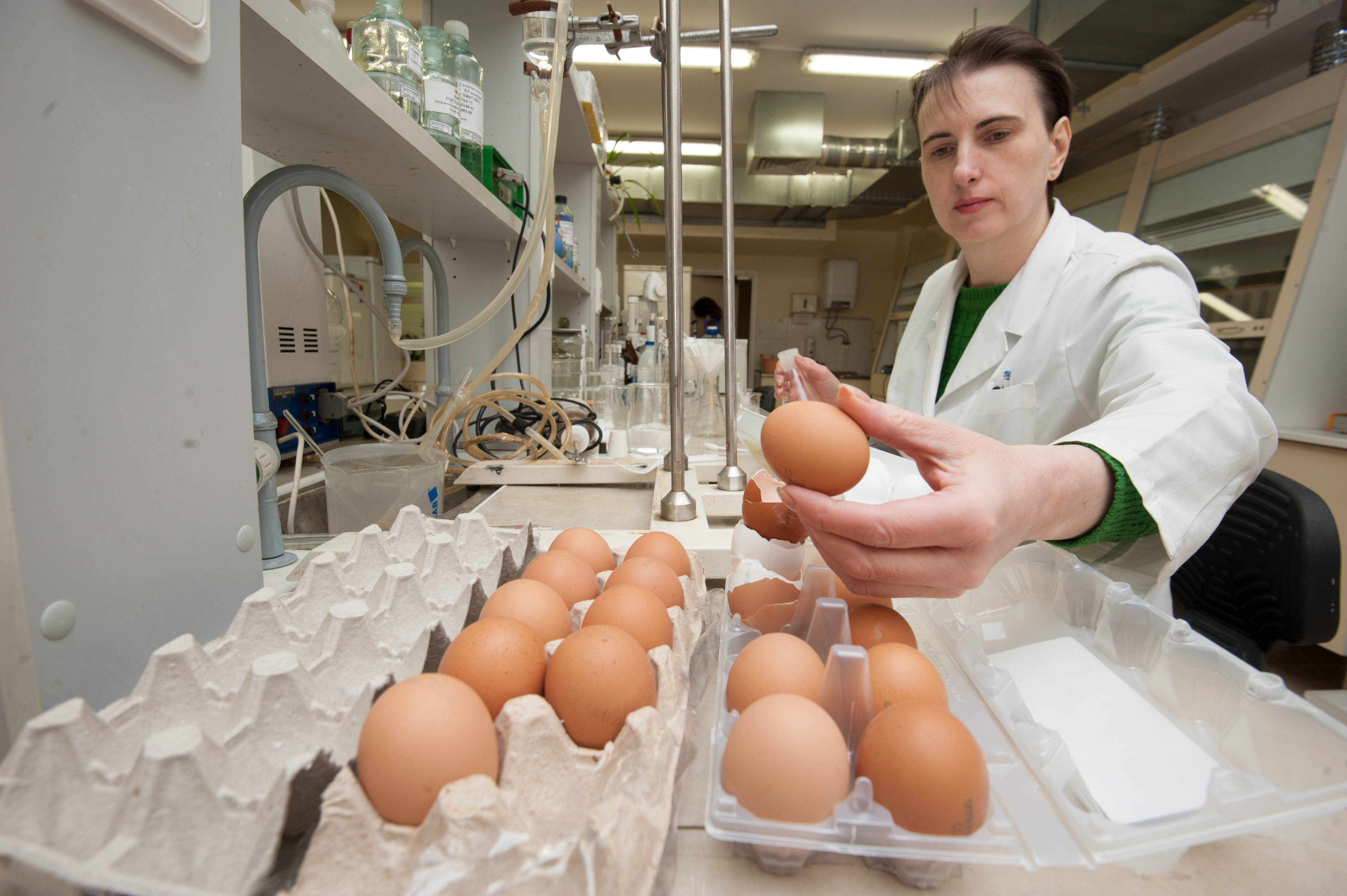 A biologist checks the quality of chicken eggs in a specialized laboratory for compliance with food safety regulations. Image by Akimov Igor / Shutterstock. Russia, 2017. A biologist checks the quality of chicken eggs in a specialized laboratory for compliance with food safety regulations. Image by Akimov Igor / Shutterstock. Russia, 2017.