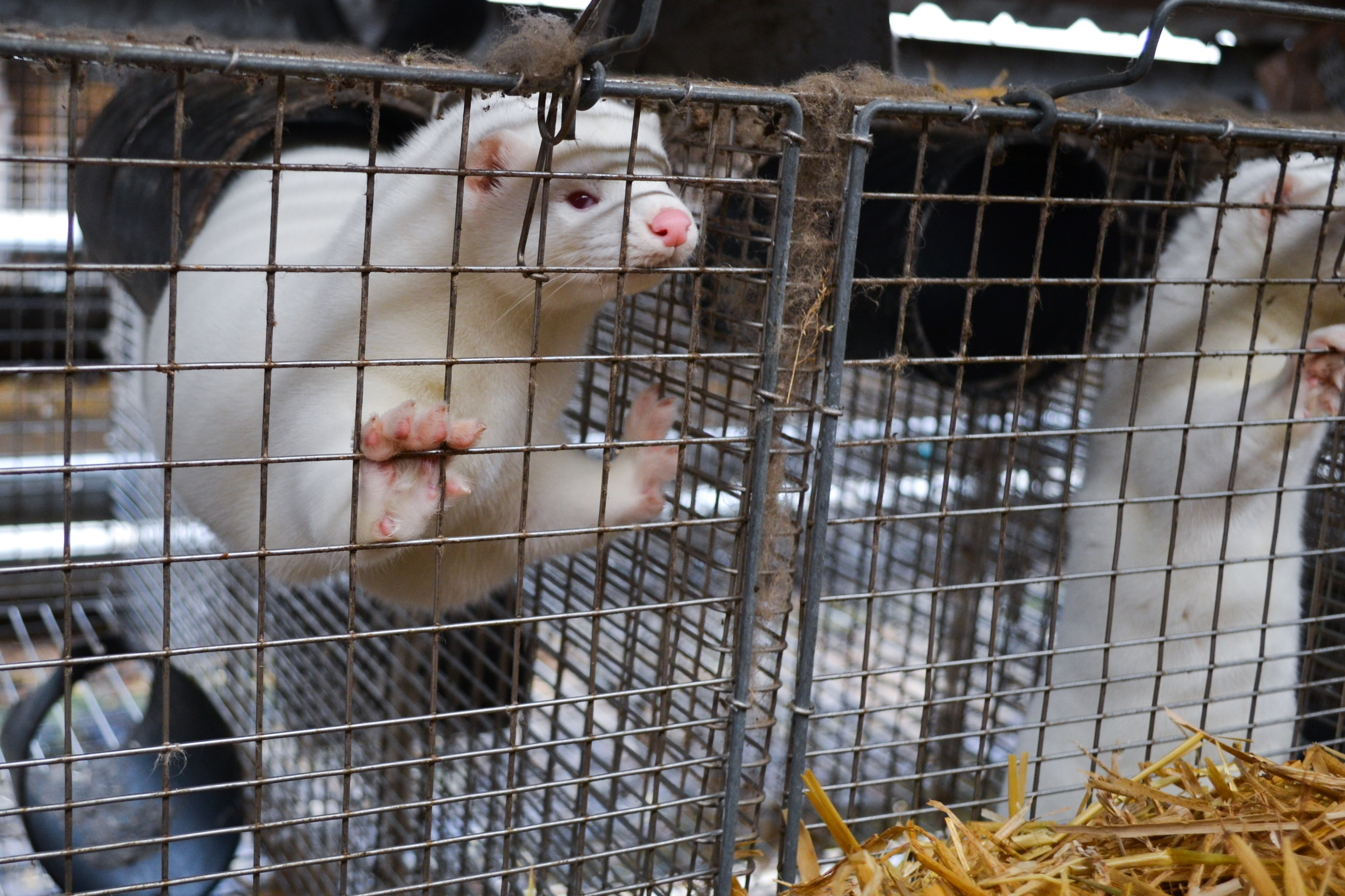 Farmed American mink. Image by Lynsey Grosfield / Shutterstock. Undated. Farmed American mink. Image by Lynsey Grosfield / Shutterstock. Undated.