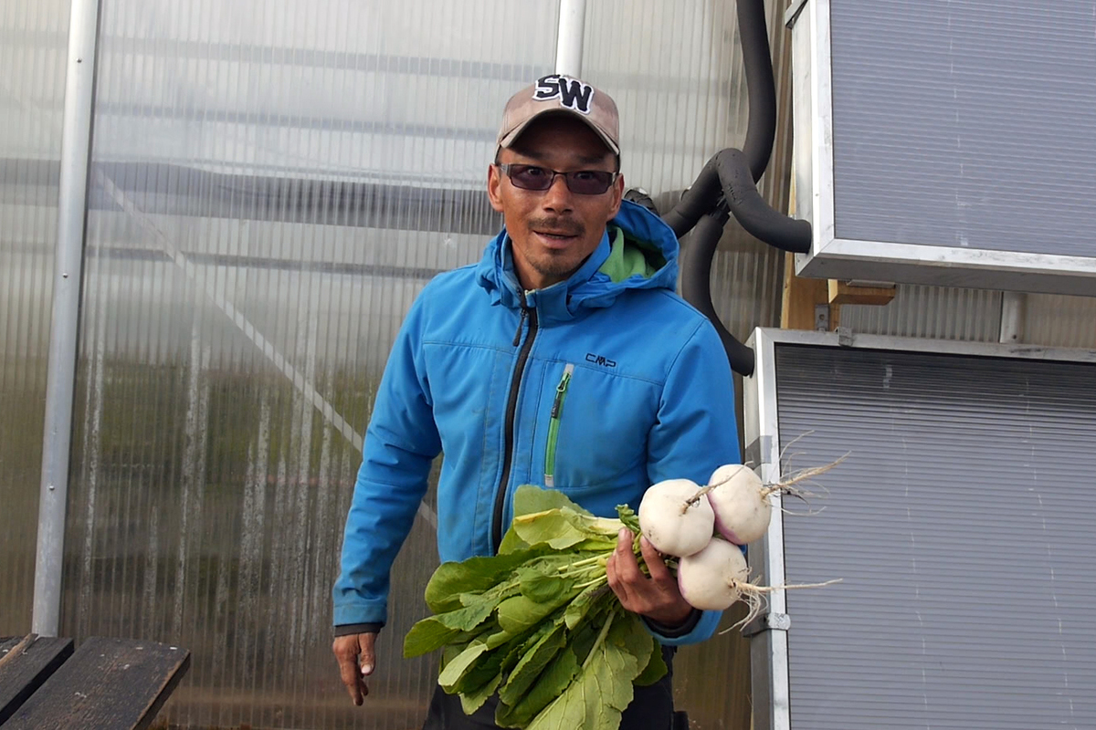 Efa Poulsen grows turnips, potatoes and other vegetables on the Upernaviarsuk farm in southern Greenland. Image by Eli Kintisch. Greeland 2016. Efa Poulsen grows turnips, potatoes and other vegetables on the Upernaviarsuk farm in southern Greenland. Image by Eli Kintisch. Greeland 2016.