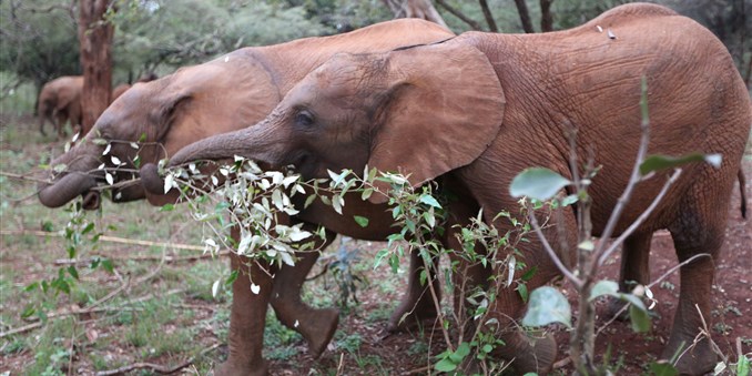 Elephants in Nairobi's National Park. Image by Janelle Richards. Kenya, 2017. Elephants in Nairobi's National Park. Image by Janelle Richards. Kenya, 2017.