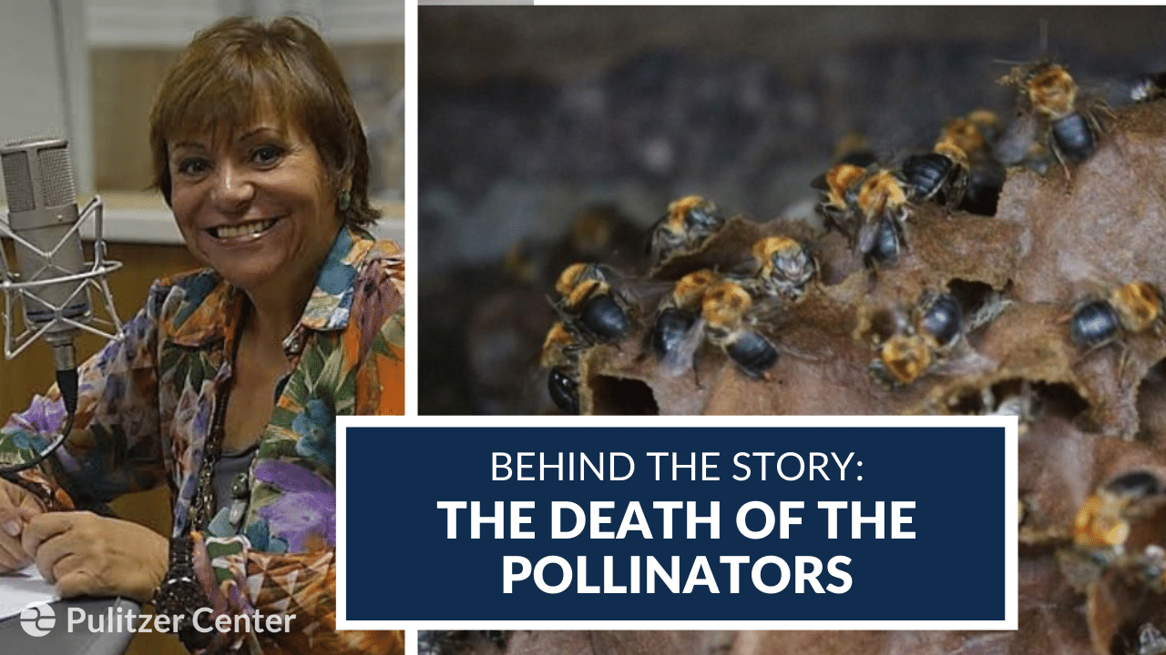 Behind The Story: The Death of the Pollinators. Images courtesy of Mara Régia. Brazil, 2020. Behind The Story: The Death of the Pollinators. Images courtesy of Mara Régia. Brazil, 2020.