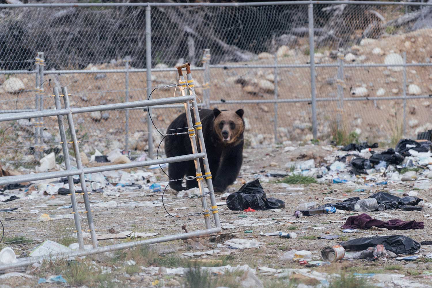 Image by Jimmy Thomson. Canada, 2020. Image by Jimmy Thomson. Canada, 2020.
