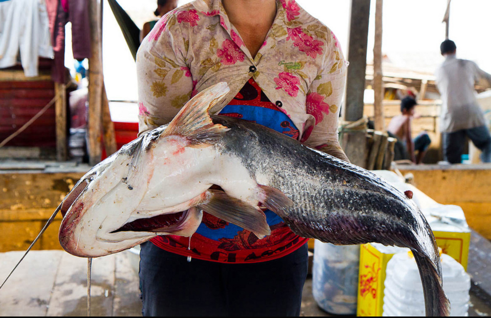 Fishing in Cambodia for carp fishes 