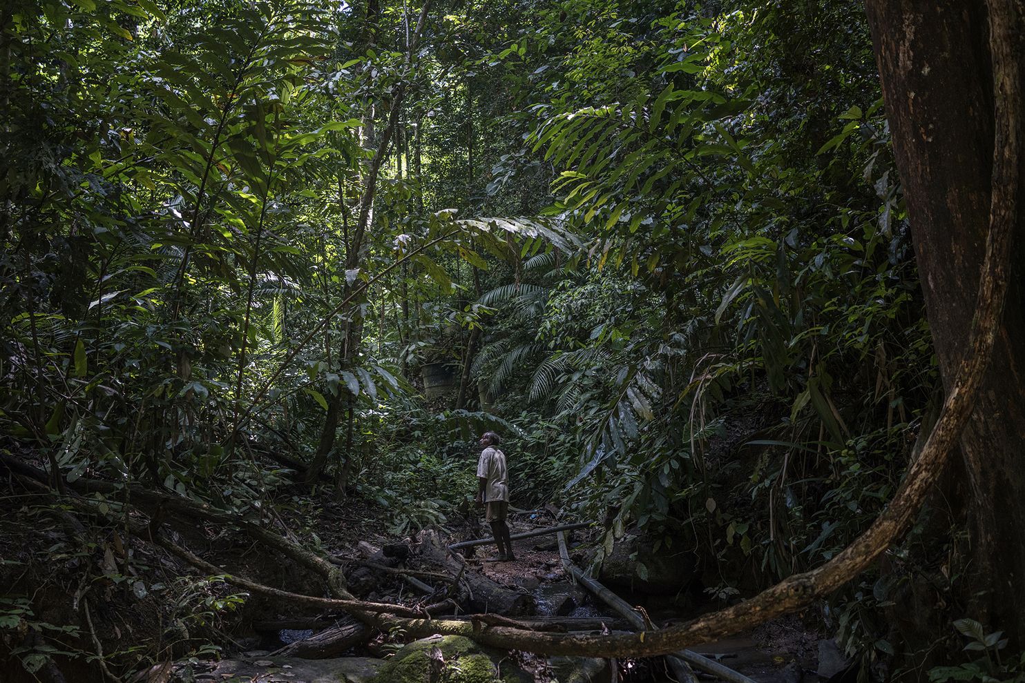 Johan Tahun pauses to search the canopy as he follows a plastic water pipe up the Tonduk River to the water source for the Batek. Although all the surrounding forest has been logged, this narrow corridor was left untouched by loggers. The problem is that a manganese mine opened in 2016 at the top of this watershed. The Batek believe that when it rains heavily, which is common in this rainforest, toxic waste from the mine wash into this ravine and contaminate their water—and they believe that mine contamination triggered the mysterious illness that claimed 16 lives in their tight community. Image by James Whitlow Delano. Malaysia, 2019. Johan Tahun pauses to search the canopy as he follows a plastic water pipe up the Tonduk River to the water source for the Batek. Although all the surrounding forest has been logged, this narrow corridor was left untouched by loggers. The problem is that a manganese mine opened in 2016 at the top of this watershed. The Batek believe that when it rains heavily, which is common in this rainforest, toxic waste from the mine wash into this ravine and contaminate their water—and they believe that mine…