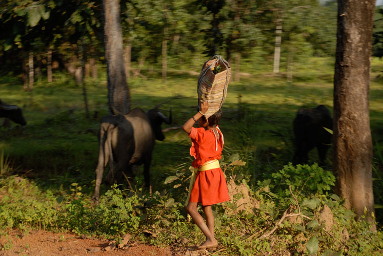 Tribal girl directs water buffalo along forest road, near Rani Bodli, Bijapur district. Media file: 1107.jpg