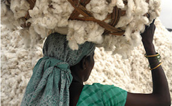 Much of India's cotton farmers use GMO seeds. The Chetna cooperative is changing that by reintroducing organic cotton to the subcontinent. Image courtesy Loomstate. India, 2016. Much of India's cotton farmers use GMO seeds. The Chetna cooperative is changing that by reintroducing organic cotton to the subcontinent.