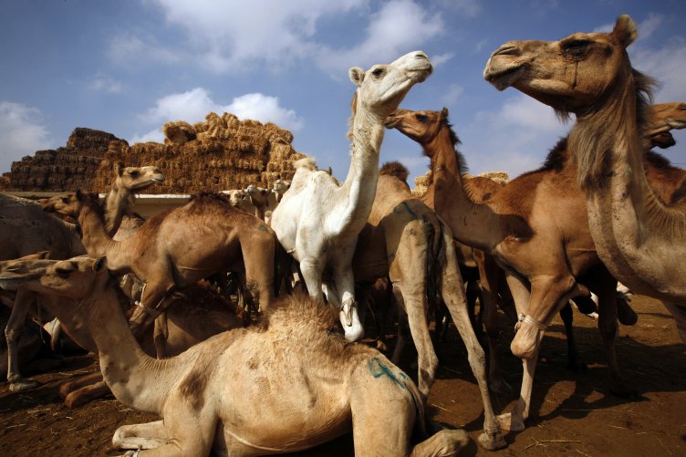 Camels wait to be bought and sold at the camel market in Birqesh, near Cairo, Egypt, May 15, 2008. Camel traders come to this small town from as far away as Somalia and Sudan to sell their camels. Camels are beasts of burden throughout North Africa and the Middle East, used for transportation, farm work, racing and entertaining tourists. They are also raised for their milk, meat, hide and wool. Image by Holly Pickett/Redux. Egypt, 2008. Media file: 12-11-camel-01.jpg
