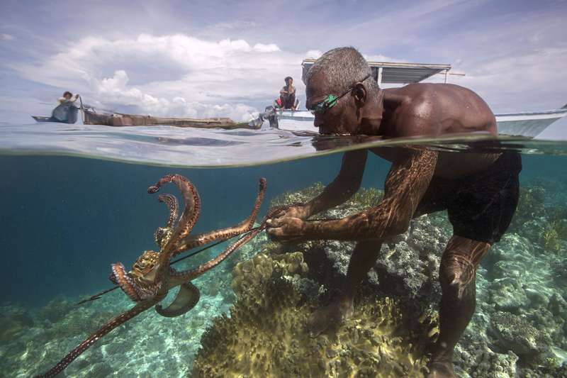 Tadi, a Bajau fisherman, spears an octopus in the south Sulawesi region of Indonesia. Hundreds of millions of people, including Northwest oyster growers, gather marine life threatened by changing seas. But Tadi’s village depends so thoroughly on troubled coral reefs that climate change and shifting sea chemistry eventually could make it challenging to find food. Image by Steve Ringman. Indonesia, 2013. Media file: tadi-bajau_fisherman.jpg