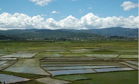 Thirty percent of greenhouse gas emissions come from agriculture, such as from these rice paddies in Madagascar. Image by Daniel Grossman. Madagascar, 2015. Media file: rice_paddies.jpg