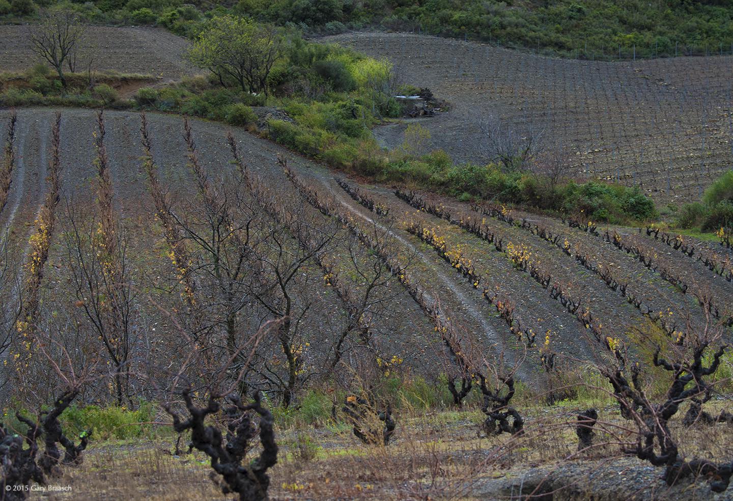 French vintners can cope if temperatures are kept within 1.5-2 degrees C above preindustrial temperature. Image by Dan Grossman. France, 2015.