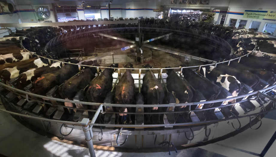 Dairy cows. Image by Mark Hoffman. United States, 2019. Dairy cows. Image by Mark Hoffman. United States, 2019.