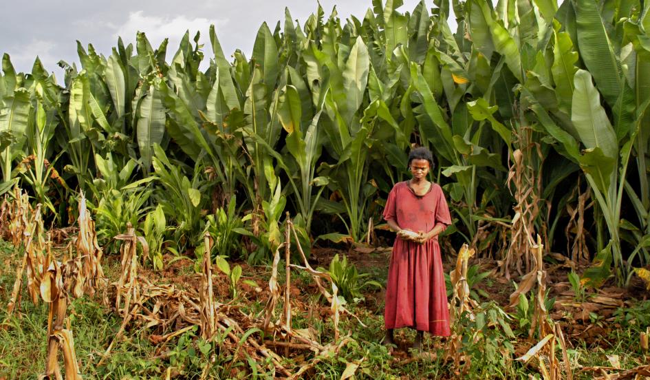 Ethiopia Solving Hunger Through Native Crops Pulitzer Center