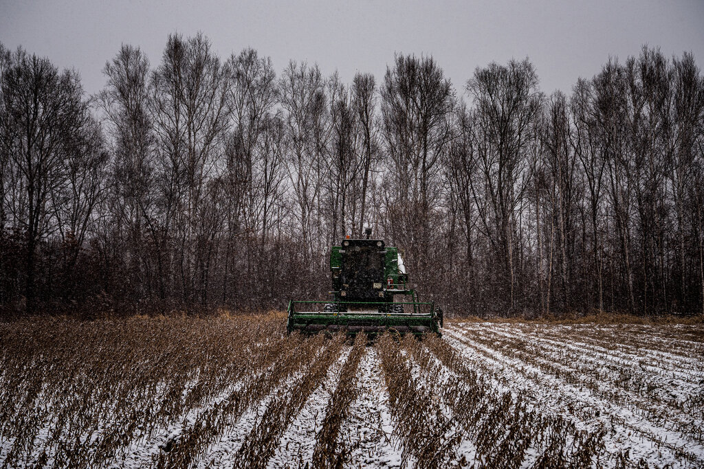 Jewish Autonomous Region. A soybean farm in early November. As the planet continues to warm, vast new stretches of Russia will become suitable for agriculture. Image by Sergey Ponomarev. Russia, 2020. Jewish Autonomous Region. A soybean farm in early November. As the planet continues to warm, vast new stretches of Russia will become suitable for agriculture. Image by Sergey Ponomarev. Russia, 2020.