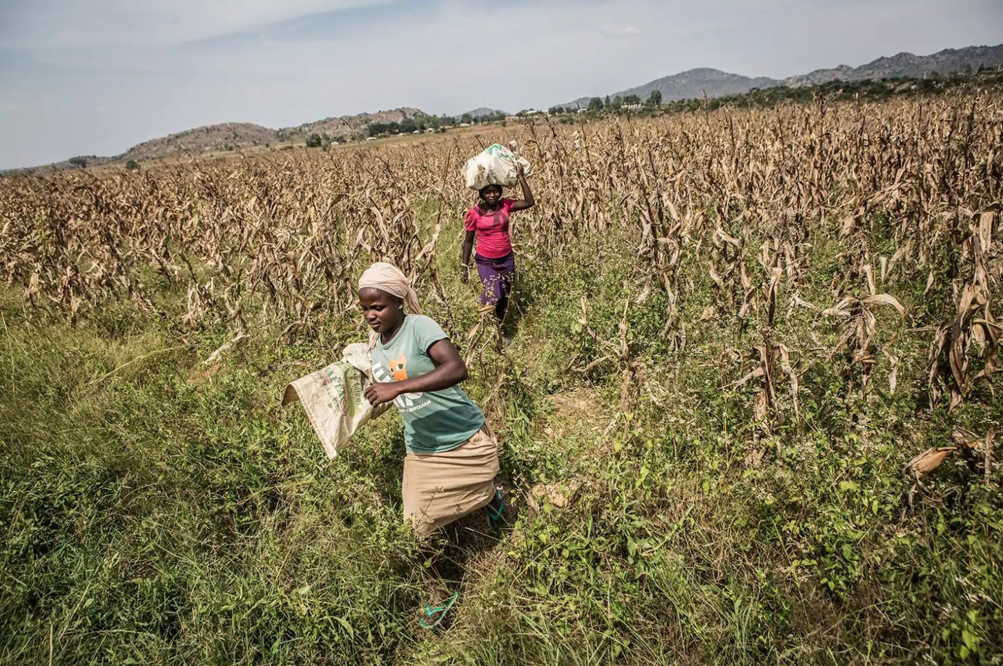 Farmers Cynthia Thomas, 15, and Rebecca Sylvanos, 31, carry bags of maize to their car in Barkin Ladi on Oct. 24. Image by Jane Hahn. Nigeria, 2018. Farmers Cynthia Thomas, 15, and Rebecca Sylvanos, 31, carry bags of maize to their car in Barkin Ladi on Oct. 24. Image by Jane Hahn. Nigeria, 2018.