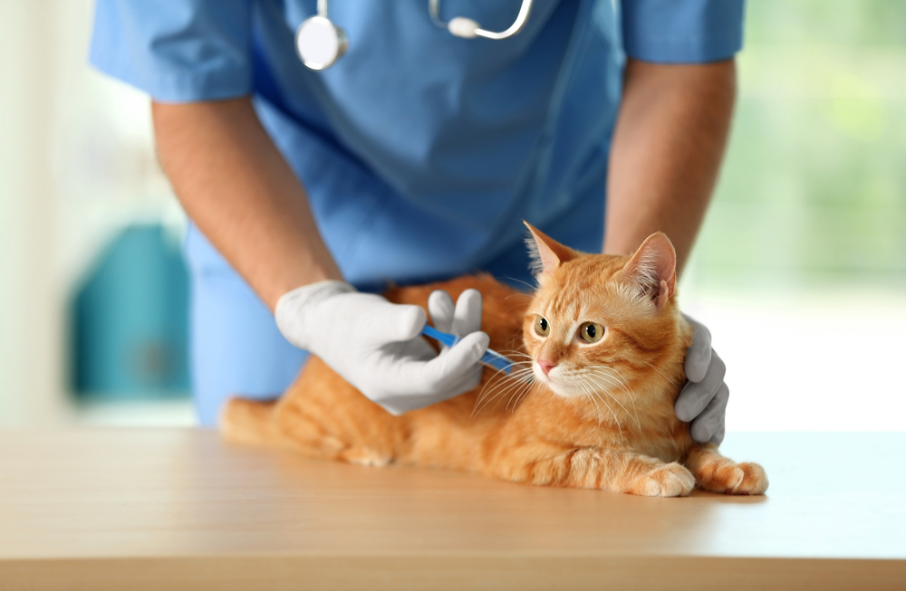 Veterinarian vaccinating a cat at a vet clinic. Image by Africa Studio / Shutterstock. Veterinarian vaccinating a cat at a vet clinic. Image by Africa Studio / Shutterstock.