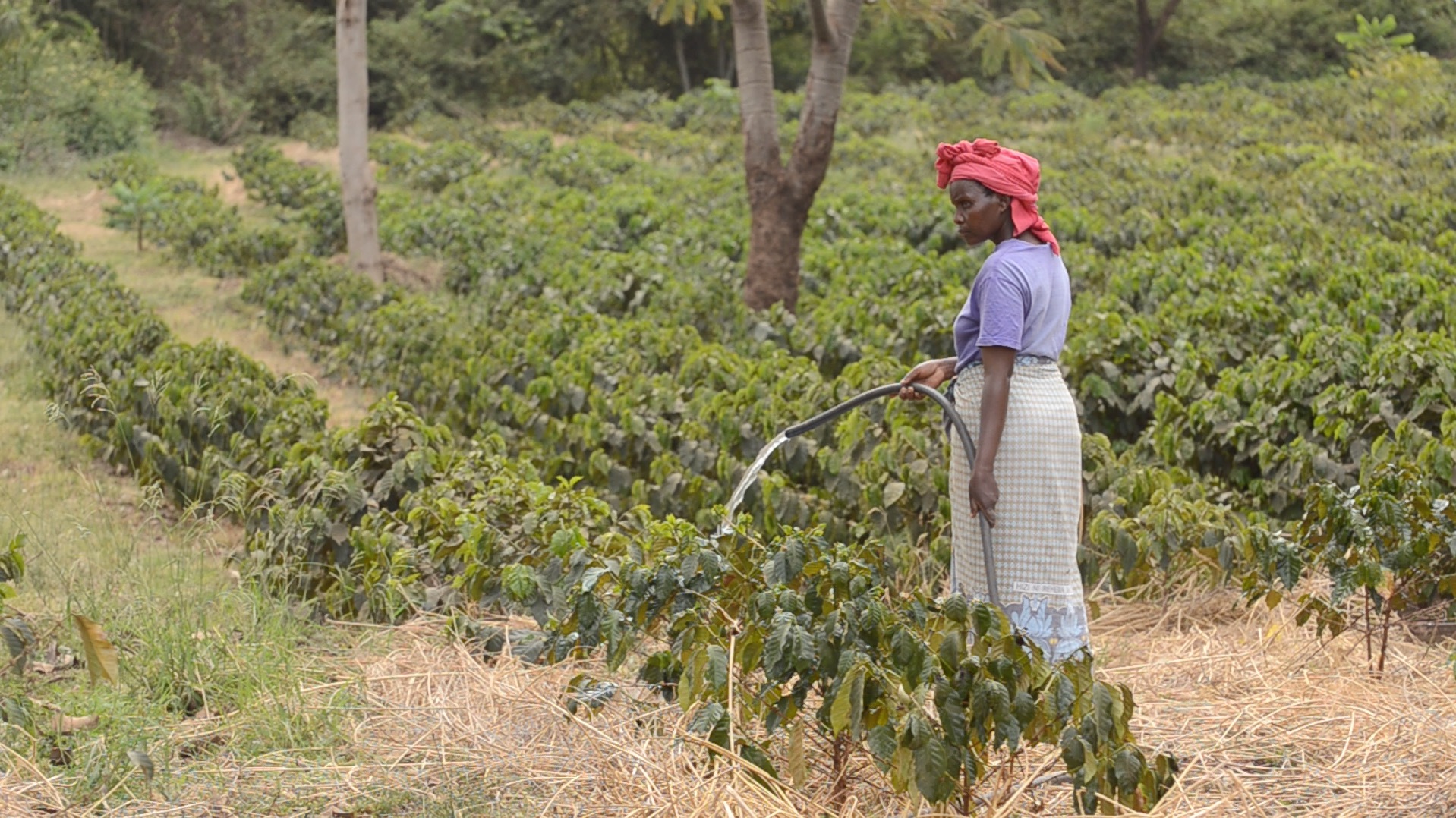 A farmer waters coffee saplings on the slopes of Mount Kilimanjaro. Image by Dan Grossman. Tanzania, 2016. Irrigation helps some farmers cope, but in the long term will not save them.