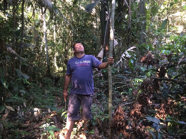Luis Vergara examines a new abarco tree he has planted on his land in Colombia. He hopes to make a living from selling sustainable hardwood. Image by Lisa Palmer. Colombia, 2017. Luis Vergara examines a new abarco tree he has planted on his land in Colombia. He hopes to make a living from selling sustainable hardwood. Image by Lisa Palmer. Colombia, 2017.