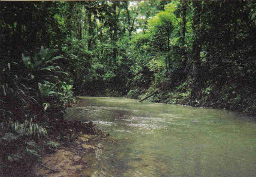 Rio Tapalwas, a tributary of the Rio Rus Rus, Reserva Biologica Rus Rus, Dept. Gracias a Dios, Honduras. 2003. Image by Josiah Townsend / flickr commons. Media file: honduras.jpg