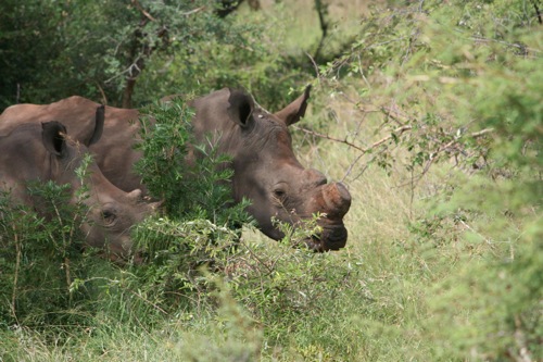 Horns are removed from white rhinos to deter poachers. A renewable resource, they grow back every two years and are being stockpiled with the hope that their sale may one day become legal. 1