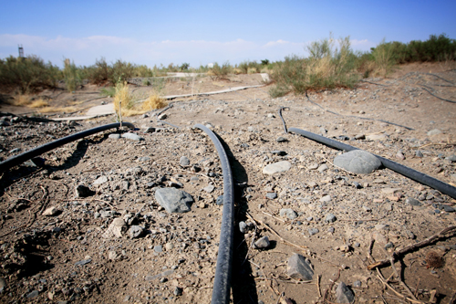 Water pipes run throughout the park to irrigate the plants being used for research. 1