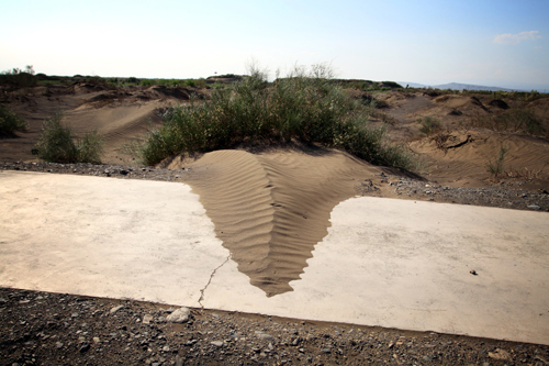 One of the center's main goals is to find species that are able to 'fix' the sand in order to stop it moving. 1