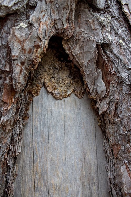 A Sámi bark peeling scar from 1821. Image by Amy Martin. Sweden, 2018. A Sámi bark peeling scar from 1821. Image by Amy Martin. Sweden, 2018.