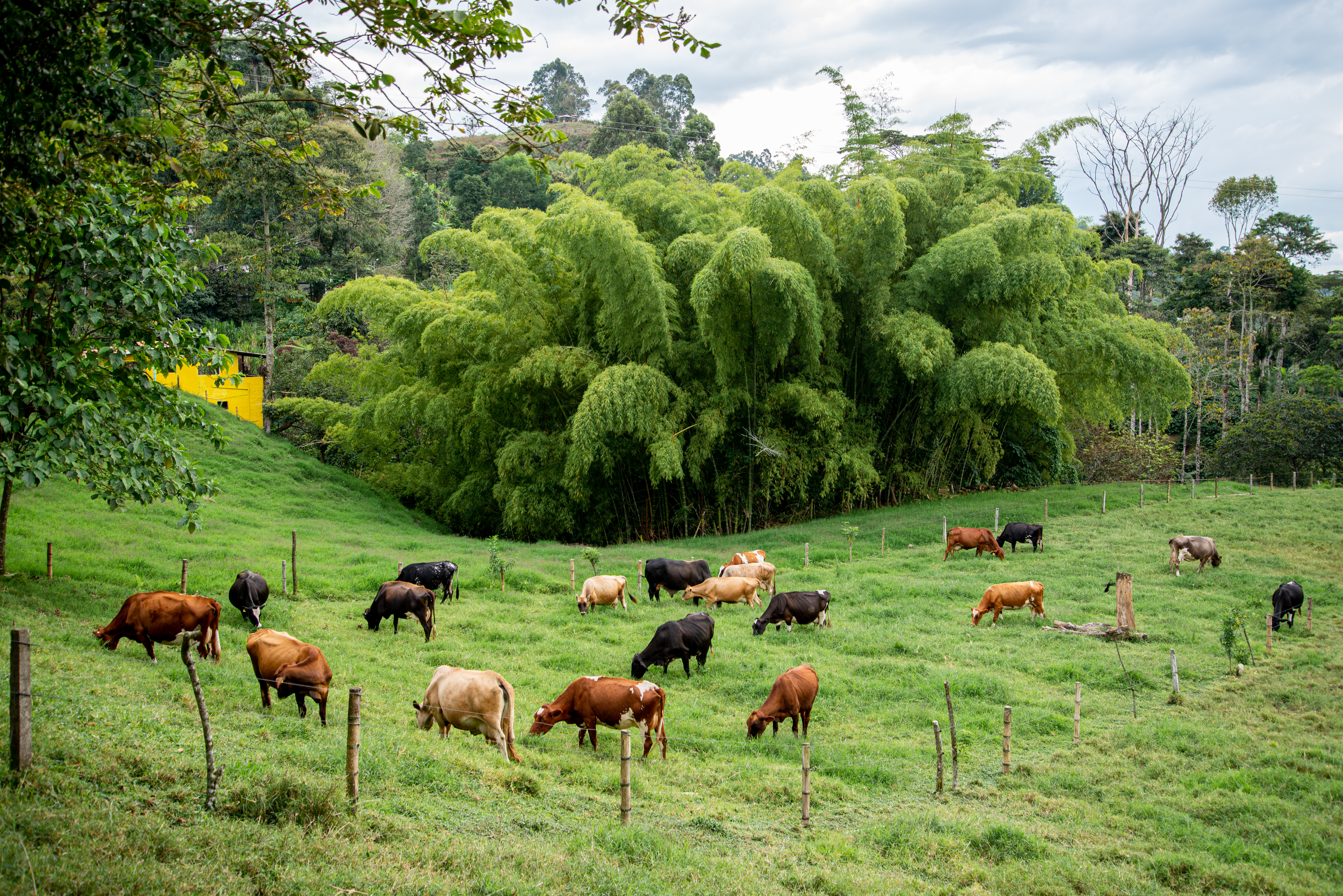 Cattle grazing in Colombia