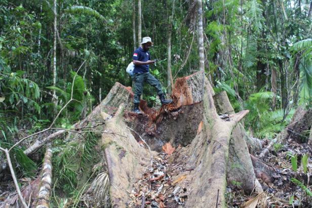 An investigator with the Environment and Forestry Ministry's law enforcement division stands on a cut-down tree at a forest in Sabuai village, Eastern Seram regency, Maluku. Image courtesy of Environment and Forestry Ministry. Indonesia, date unknown. An investigator with the Environment and Forestry Ministry's law enforcement division stands on a cut-down tree at a forest in Sabuai village, Eastern Seram regency, Maluku.