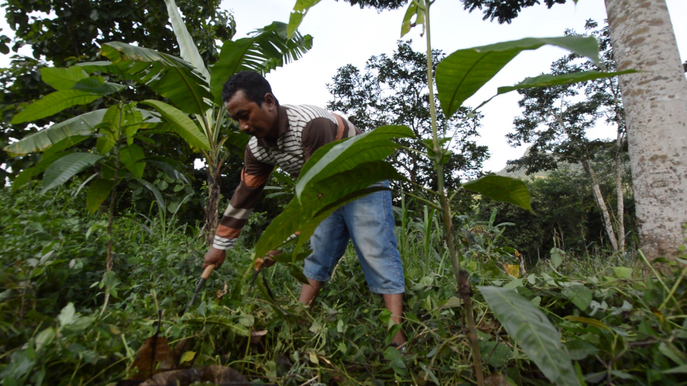 Forty-year-old farmer Sutinggal works to clean wild weed at Meru Betiri National Park in Sanenrejo village, Jember regency, East Java on Feb. 15, 2021. After working as an illegal logger for around 20 years, Sutinggal shifted his profession to become a farmer and commit to protecting the forest from further destruction. Image by JP/Kharishar Kahfi. Indonesia, 2021. A forty-year-old farmer bends downward as he works to clear wild weed in a park.