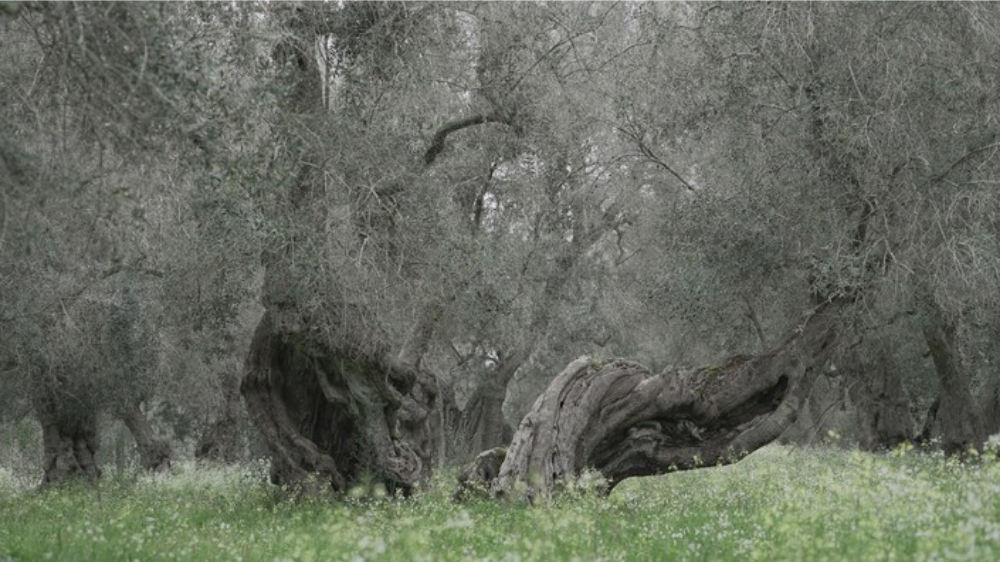 The history of olive tree and its repercussion on Spain