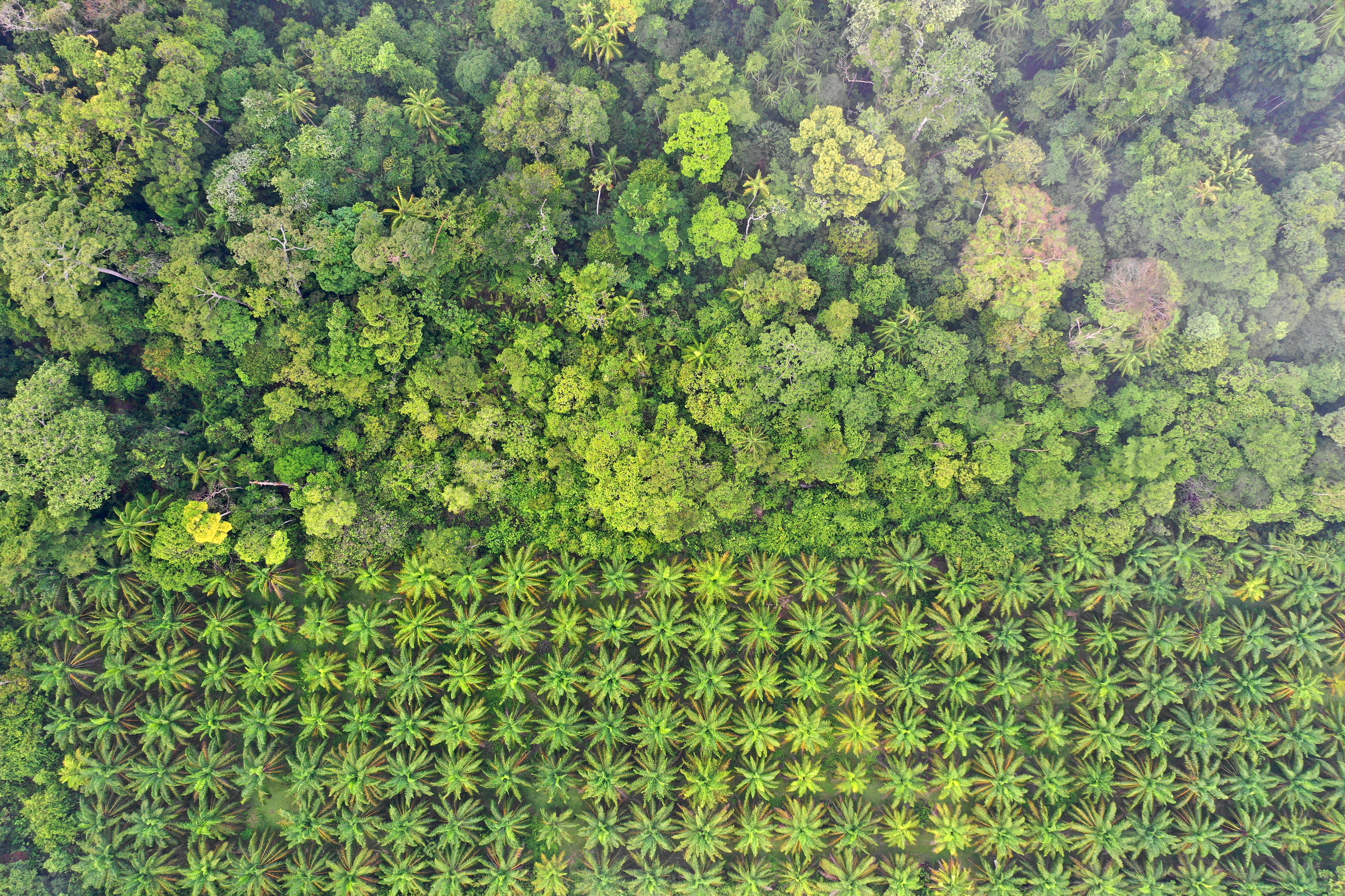 shutterstock_1419962192.jpeg Aerial view of the green trees of a palm oil plantation at a verdant rainforest's edge.