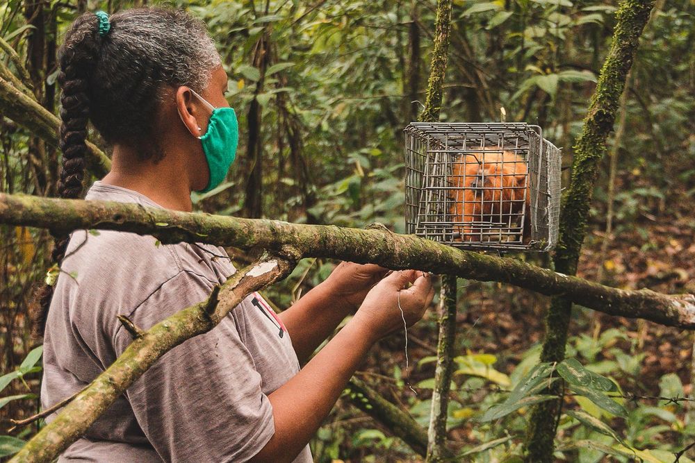 The researchers took samples from captured tamarins and gave them a vaccine before returning them to the forest. Image by Luiz Thiago de Jesus. Brazil.