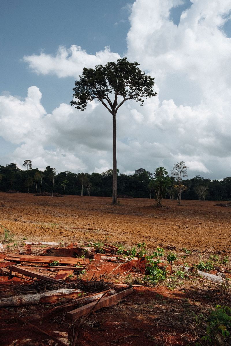 Project Rondônia: On the Ground in Brazil's  Rain Forest - Science  Talk Archive