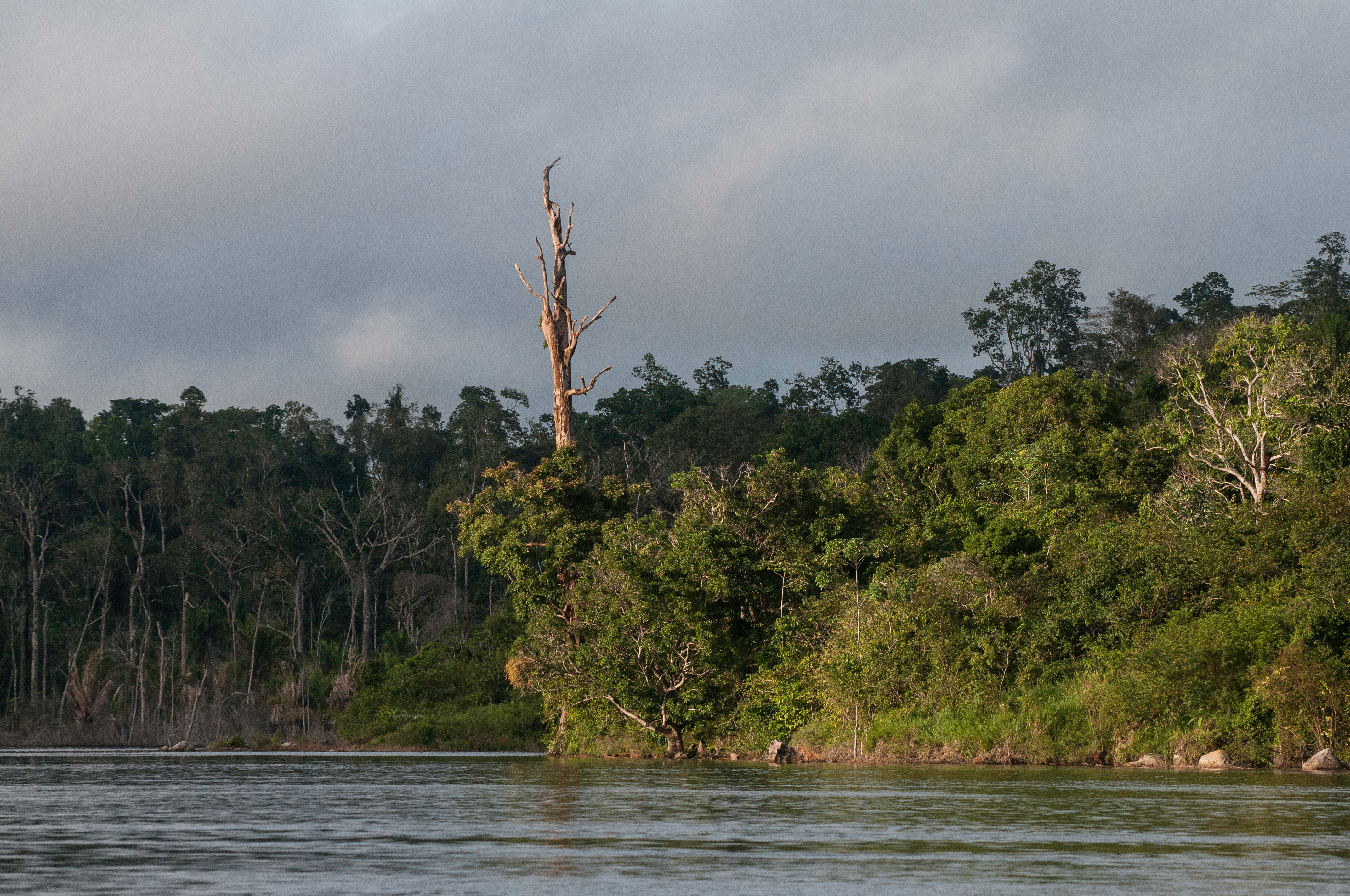 Trees on the banks of the Xingu River, in Pará. Image courtesy of Shutterstock. Brazil, date unknown. trees on the bank of a river
