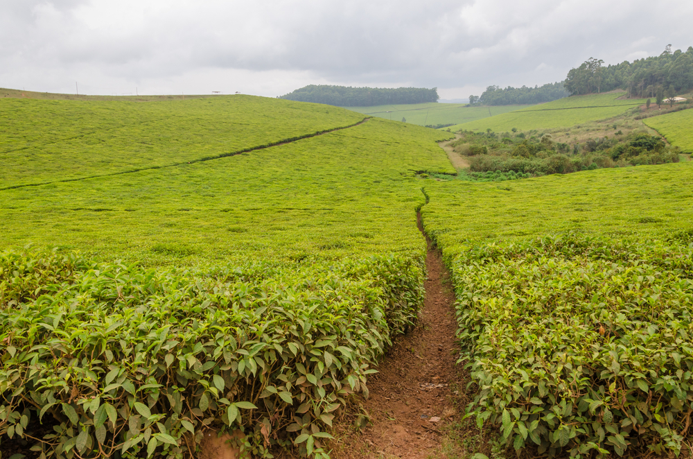 Largest tea plantation of Cameroon, with paths leading through on overcast day. Image by Fabian Plock/Shutterstock. Cameroon, date unknown. Largest tea plantation of Cameroon, with paths leading through on overcast day. Image by Fabian Plock/Shutterstock. Cameroon, date unknown.
