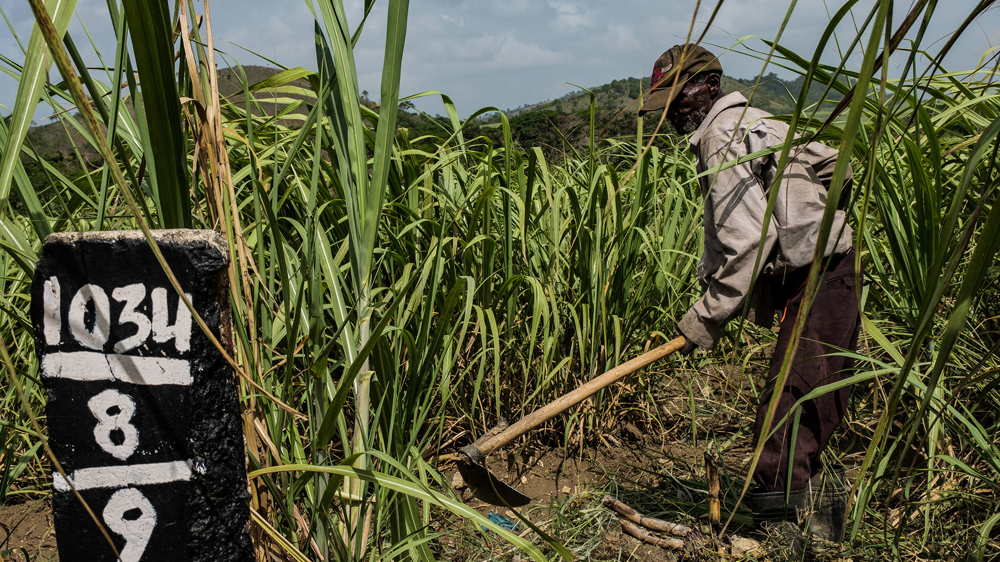Man chopping sugar cane