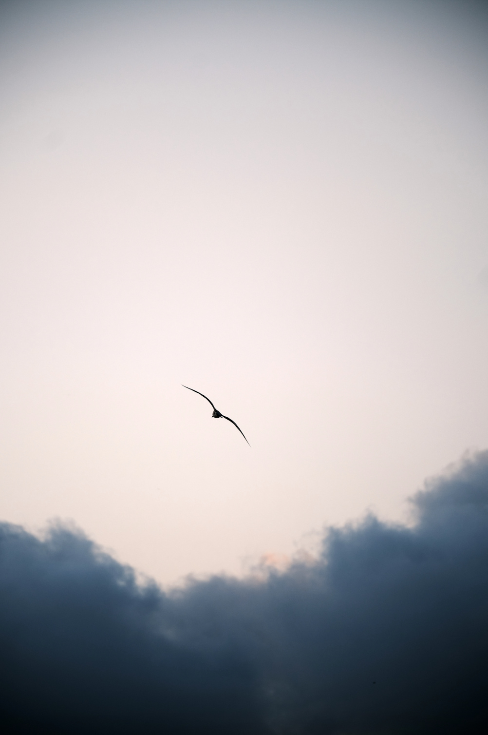 Screen Shot 2022-03-18 at 4.19.32 PM.png bird flying in the sky