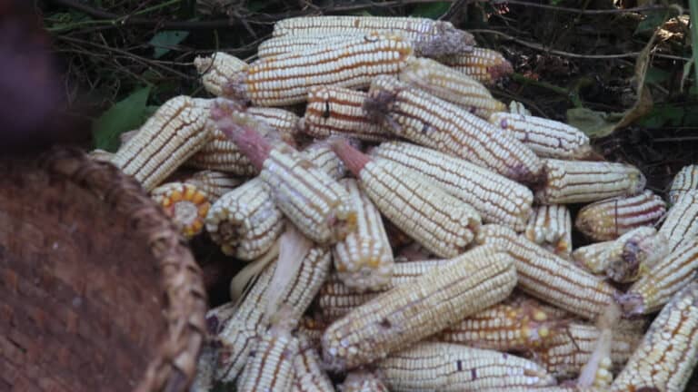 Une pile d'épis de maïs