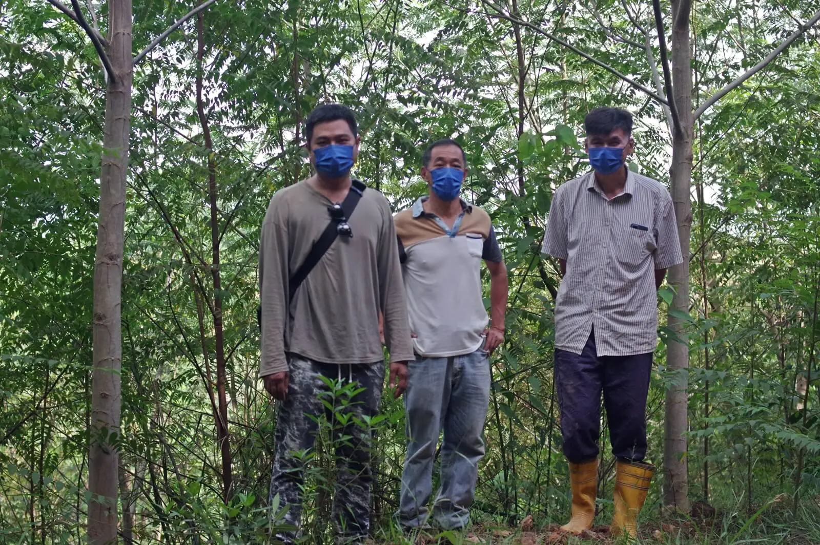 al jazeera forests 1(1).jpg Three loggers stand in a tree plantation